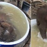فيديو طريف.. هل رأيت فيلًا يستحم في إناء؟