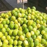 “الزراعة المصرية” تكشف أسباب ارتفاع أسعار الليمون في الأسواق