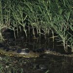 بالفيديو: أناكوندا ضخمة تقتل تمساحا في معركة دامية