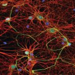 العلماء الروس وضعوا نموذجا اصطناعيا من خلية عصبية يحاكي عمل الدماغ