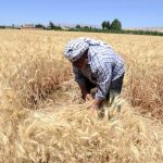سوريا تشتري 900 ألف طن من القمح المحلي