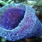 اكتشاف مادة مضادة لفيروس كورونا في إسفنج البحر