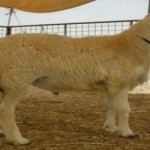 بيع خروف بمليون ريال من سلالة نادرة في الطائف
